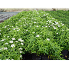 Спирея японская Альбифлора "Albiflora"